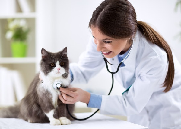 veterinario